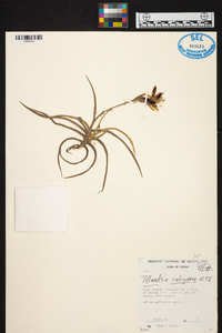 Tillandsia caliginosa image