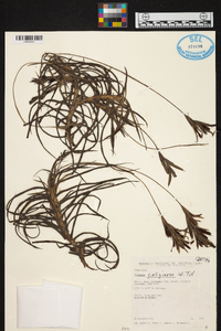 Tillandsia caliginosa image