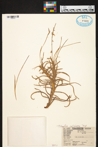 Tillandsia caliginosa image