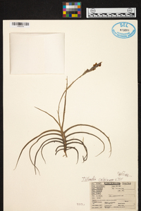 Tillandsia caliginosa image