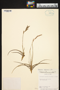 Tillandsia caliginosa image