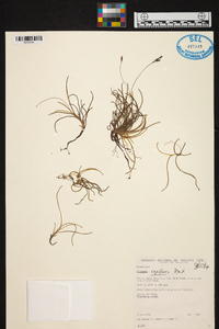 Tillandsia capillaris image