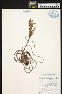 Tillandsia caput-medusae image