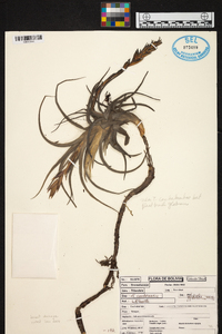 Image of Tillandsia cardenasii