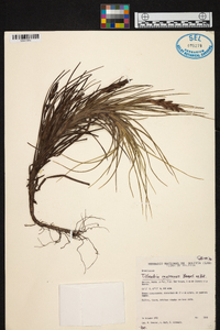 Tillandsia caulescens image