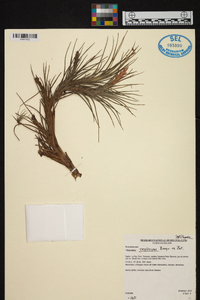 Tillandsia caulescens image