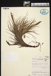 Tillandsia caulescens image