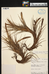 Tillandsia caulescens image