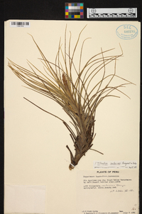 Tillandsia caulescens image