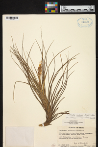 Tillandsia caulescens image