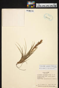 Tillandsia caulescens image