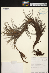 Tillandsia caulescens image