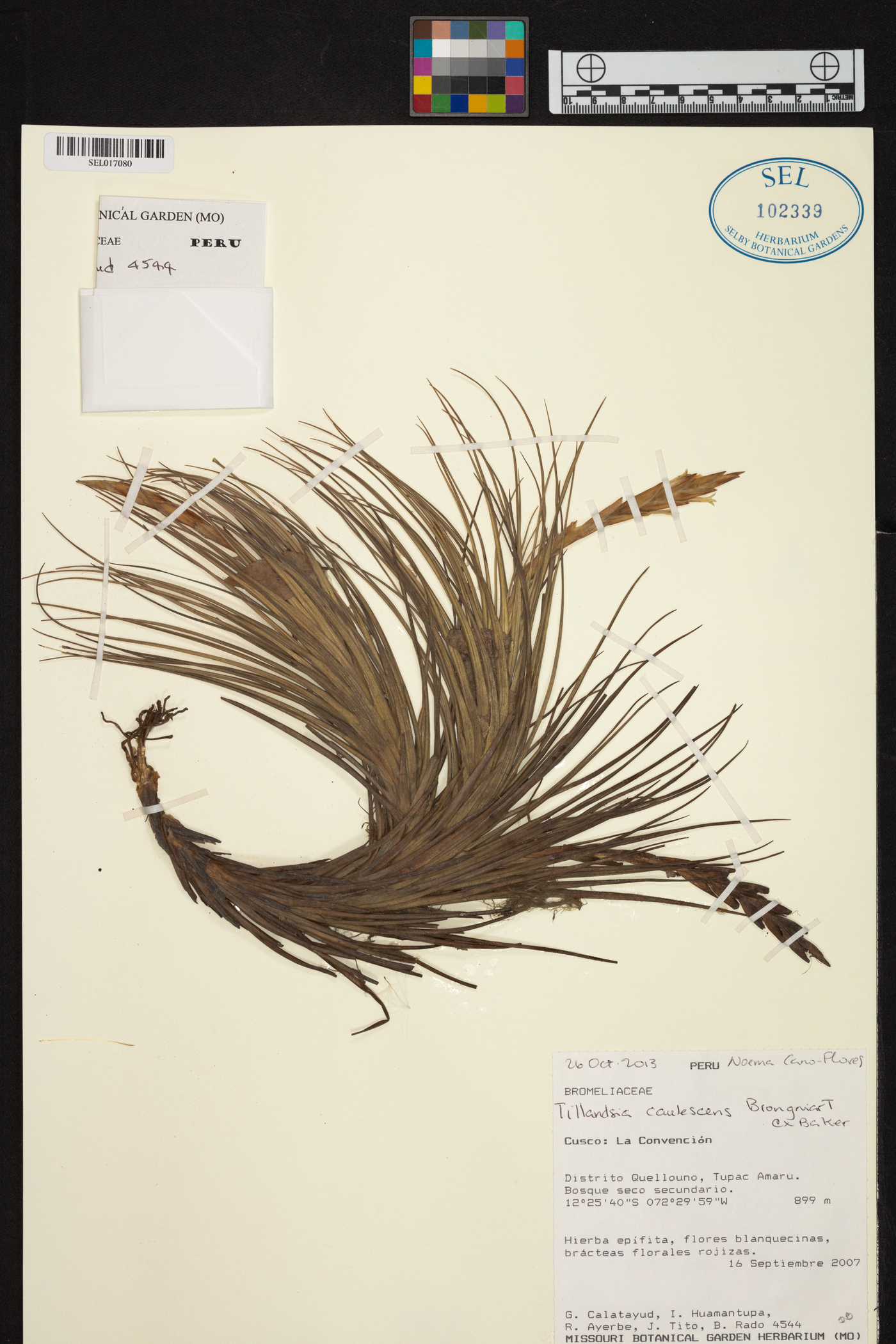 Tillandsia caulescens image