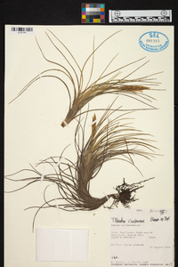 Tillandsia caulescens image