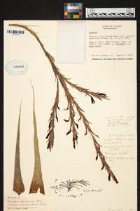 Image of Vriesea cereicola