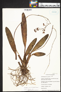 Cyrtochilum gracile image