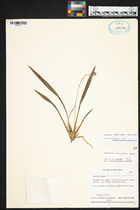 Cyrtochilum graminoides image