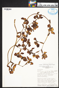 Cyrtochilum halteratum image