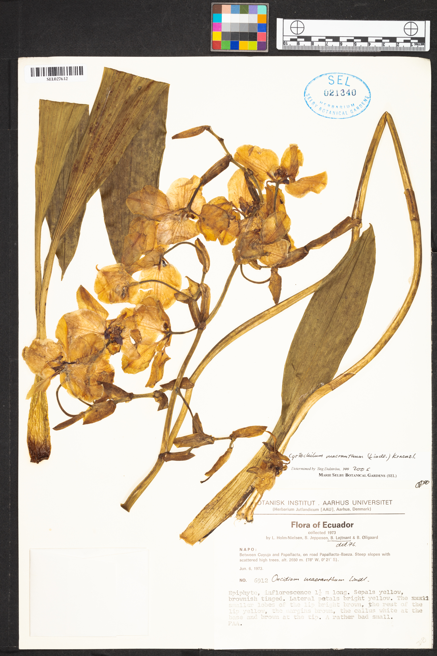 Cyrtochilum macranthum image