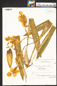 Cyrtochilum macranthum image