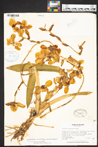 Cyrtochilum macranthum image