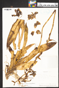 Cyrtochilum macranthum image