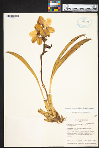 Cyrtochilum macranthum image