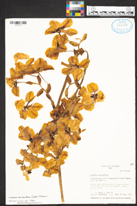 Cyrtochilum macranthum image