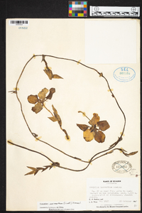 Cyrtochilum macranthum image