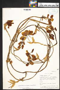 Cyrtochilum macranthum image