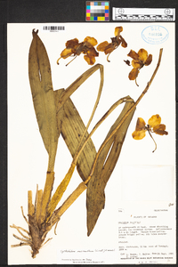 Cyrtochilum macranthum image