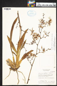 Cyrtochilum matangense image