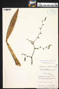 Cyrtochilum matangense image