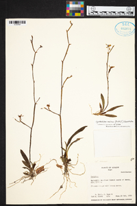 Cyrtochilum meirax image