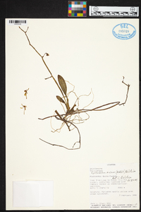 Cyrtochilum meirax image