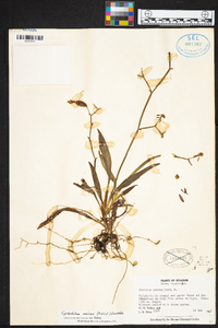 Cyrtochilum meirax image