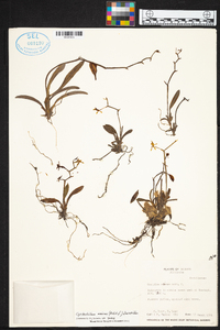 Cyrtochilum meirax image