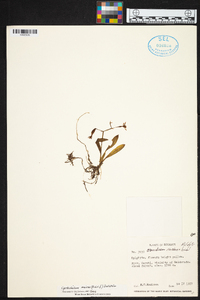 Cyrtochilum meirax image