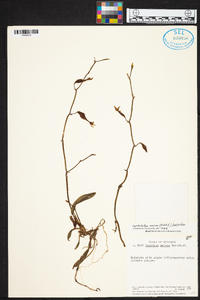 Cyrtochilum meirax image