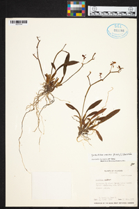 Cyrtochilum meirax image