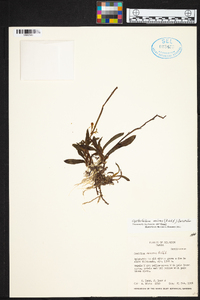 Cyrtochilum meirax image