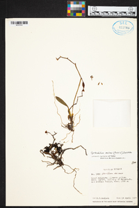 Cyrtochilum meirax image