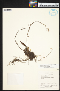 Cyrtochilum meirax image