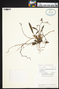 Cyrtochilum meirax image