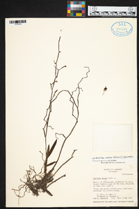 Cyrtochilum meirax image