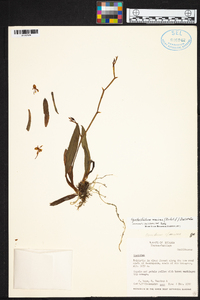 Cyrtochilum meirax image