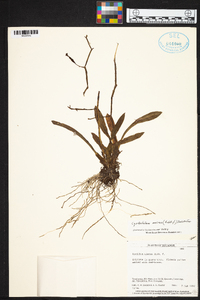 Cyrtochilum meirax image