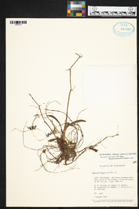 Cyrtochilum meirax image