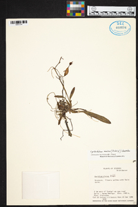 Cyrtochilum meirax image