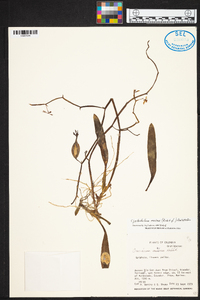 Cyrtochilum meirax image